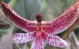 Bulbophyllum-patens