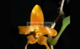 Bulbophyllum-piestoglossum