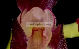 Bulbophyllum-pleurothallopsis