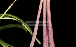 Bulbophyllum-plumatum