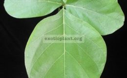 Butea-monosperma-orange-flowerTF-1-1