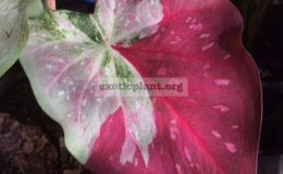 Caladium-Absorn-Sawanwhite-leaf-with-red-splash-20