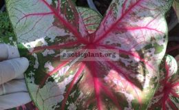 Caladium-Archan-Mee-25