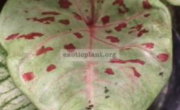 Caladium-Bang-Rak-Yai-20