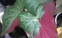 Caladium-Chaychon-20