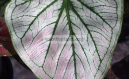 Caladium-Don-Jedeepink-leaf-20