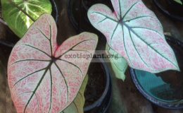 Caladium-Duang-Sethee-20