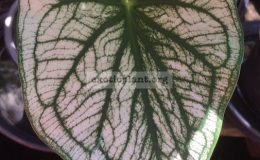 Caladium-Ekarach-20