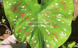 Caladium-Gomin-20