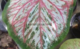 Caladium-Hanoomann-Khao-Fao-20