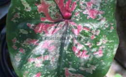 Caladium-Kai-Rachawadee-20