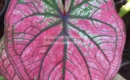 Caladium-Kampaeng-Ngern-20