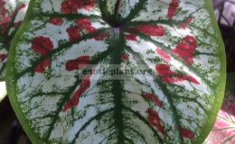 Caladium-Khoom-Thong-20