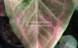 Caladium-Khun-Yhing-20