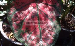 Caladium-Khun-Yhing-Tuenta-Tuenjai-20