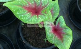 Caladium-Lueng-Amorn-Amarin-20