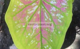 Caladium-Lueng-Benjapakee-20