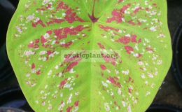 Caladium-Lueng-Sadudee-20
