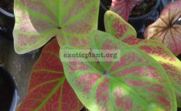 Caladium-Lueng-Thep-Pratan-20