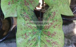 Caladium-Maan-Mek-20