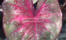 Caladium-Mae-Mool-20