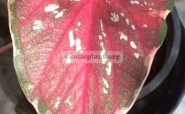 Caladium-Manee-Vassana-25
