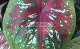 Caladium-Mueng-Mai-20
