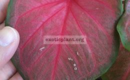 Caladium-Nai-Chan-Nuadkeaw-20