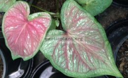 Caladium-Naree-Siam-20