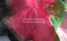 Caladium-Nopakao-20