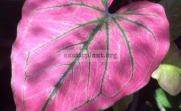 Caladium-Panthip-20
