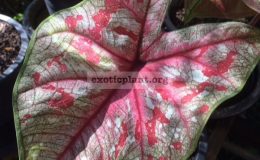 Caladium-Petch-Khoom-20