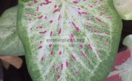 Caladium-Pin-Rak-20