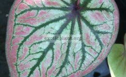 Caladium-Poh-Kaew-20