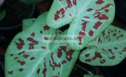 Caladium-Pratart-Phanom-20