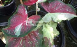Caladium-Prom-Pimarn-25