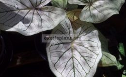 Caladium-Pure-Diamond-25
