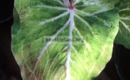 Caladium-Rattana-Manee-25