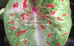 Caladium-Roong-Suree-20