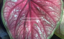 Caladium-Seree-Thai-20