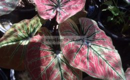 Caladium-Soodsakorn-25