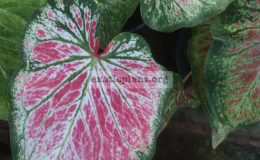 Caladium-Sri-Benjarong-20