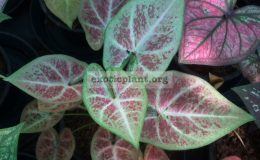 Caladium-Sri-Lampoon-20