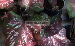 Caladium-Tawan-Chan-20