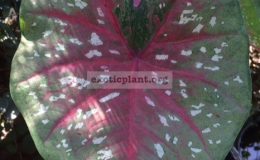 Caladium-Thawee-Sub-20