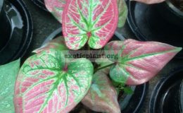 Caladium-Thung-Saeng-Tawan-20