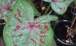 Caladium-Tubtim-Mueng-Chan-20