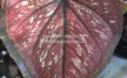Caladium-Wangthong-20