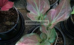 Caladium-Wasukree-20