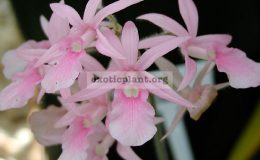 Calanthe-rosea